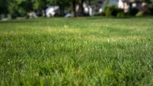 best grass seed for illinois