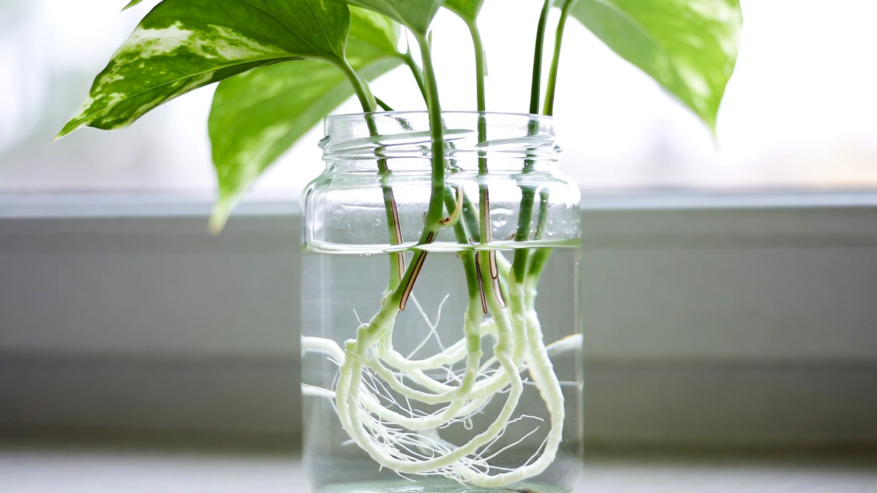 Pothos cuttings propagating in water jar showing new root growth on variegated stems