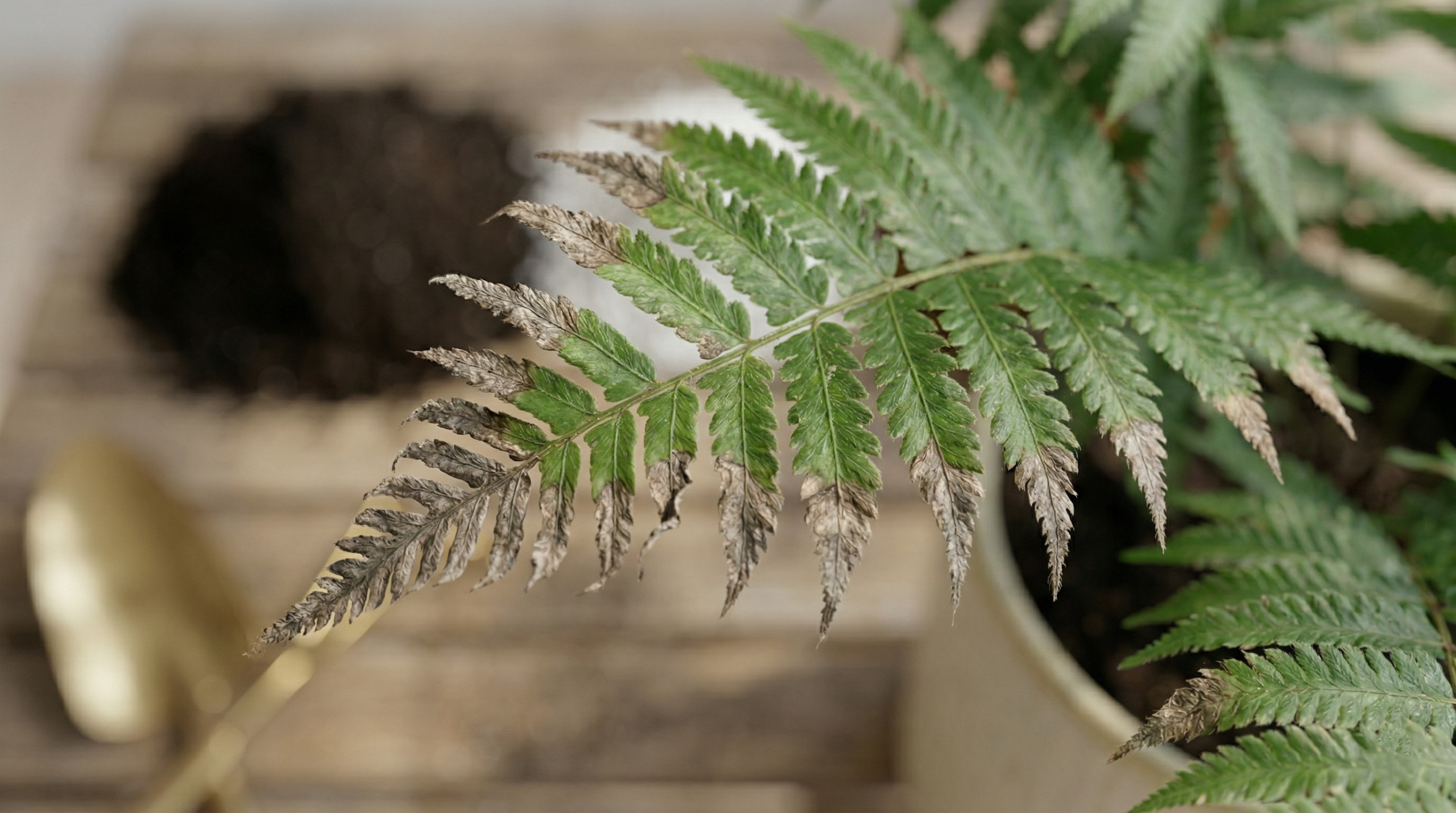 Leatherleaf fern leaves with brown tips caused by low humidity or watering issues