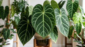 anthurium magnificum