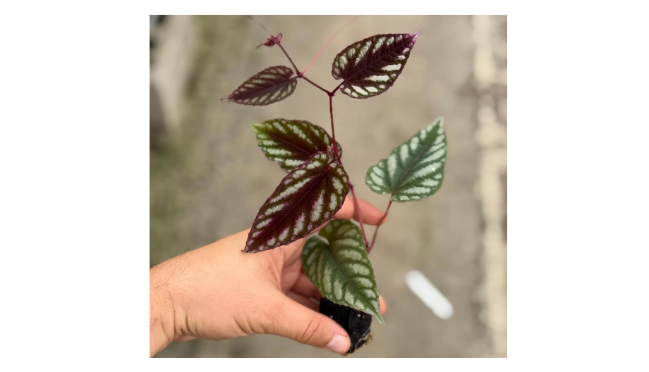
Cissus Discolor Live Plant Starter – Rex Begonia Vine Indoor Houseplant – Fully Rooted Tropical Foliage Plant for Home or Office – Rare Decorative Plant...