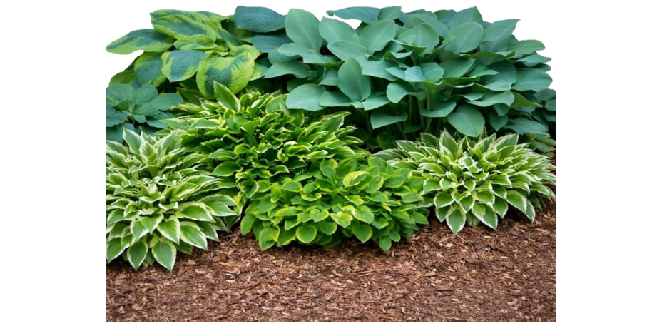 
Easy to Grow Hosta Bumper Crop Mix 10 Trimmed Roots - Mixed Varieties Colorful Foliage, Summer Flowers Partial to Full Shade Zones 3-8