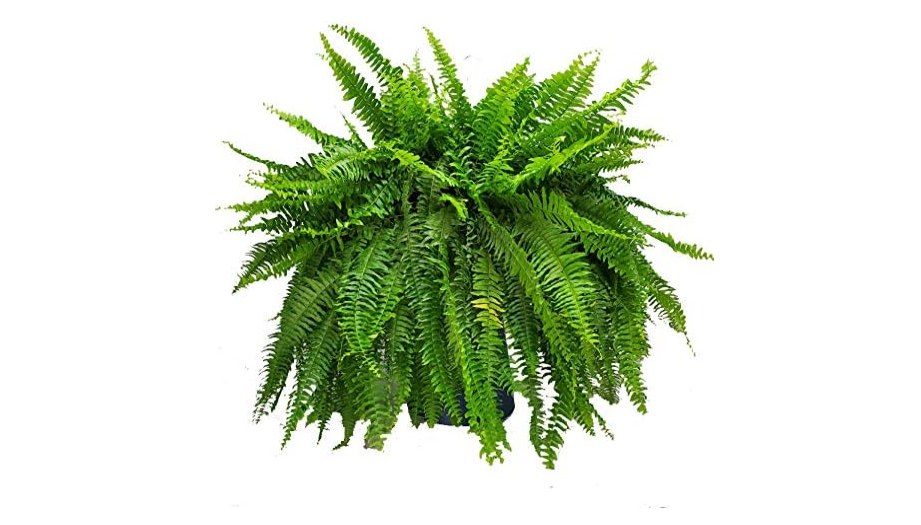
Live Boston Fern Hanging Basket – 12" Basket with 34” Wide Lush Green Fronds – Air-Purifying Houseplant – Pet Friendly & Easy Care for Home, Porch,...