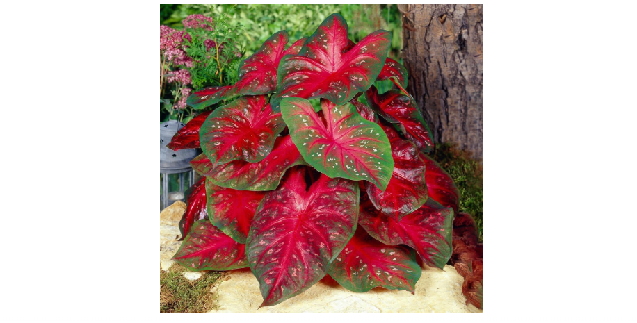 
Garden State Bulb Fancy Red Flash Caladium Bulbs, Bare Roots, Spring Planting (Bag of 5)