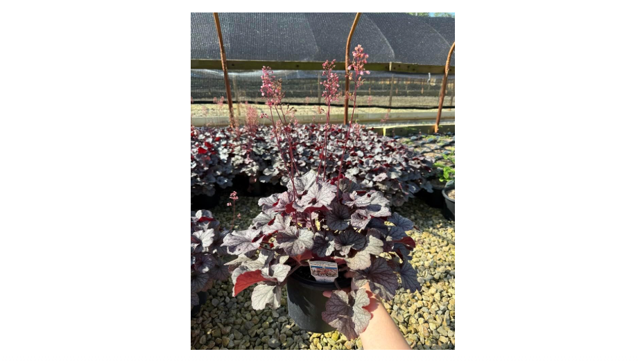 
Northern Exposure™ Silver Heuchera - Coral Bells - Gallon Pot