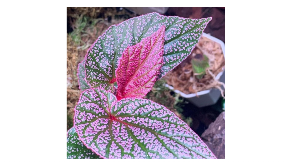 
Pink Polka Dot Maculata Angel Wing Begonia Plants Live, Rare Begonias Indoor Growing, Hanging Basket, Starter 5 to 9 Inc Tall