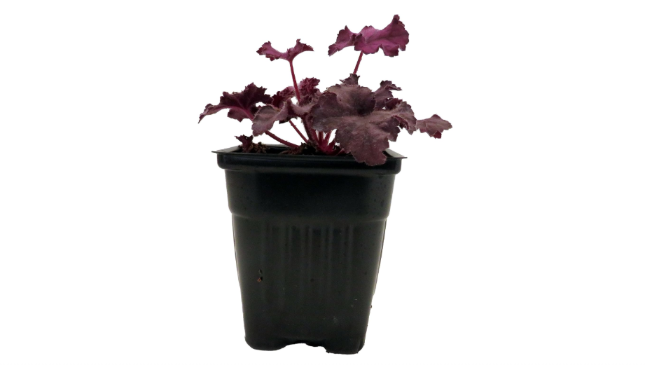 
Grande Amethyst Coral Bells - Heuchera - Shade Perennial - 4" Pot