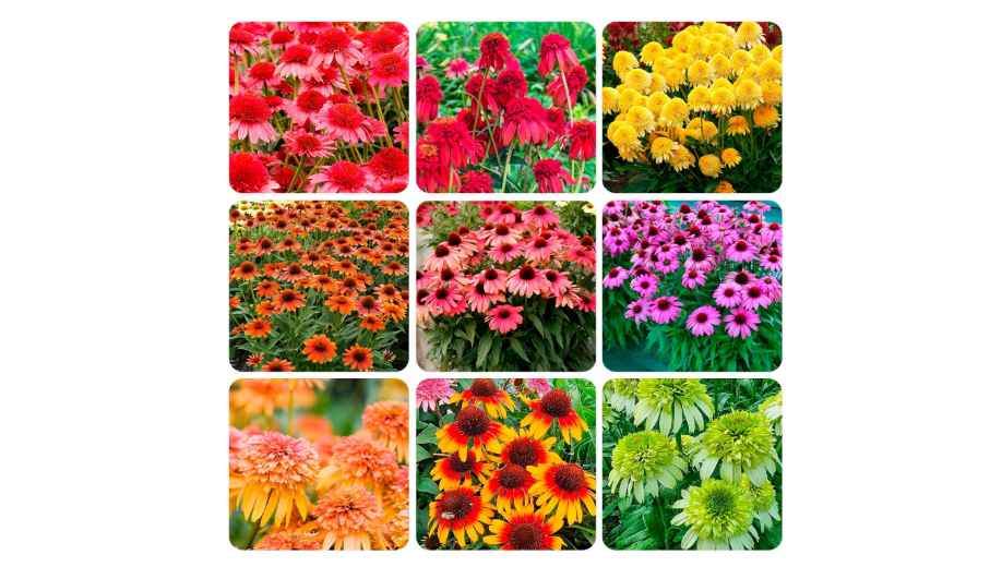 
1000+ Double Echinacea Coneflower Seeds for Planting -Perennial Cone Flower Seeds Attracts Pollinators