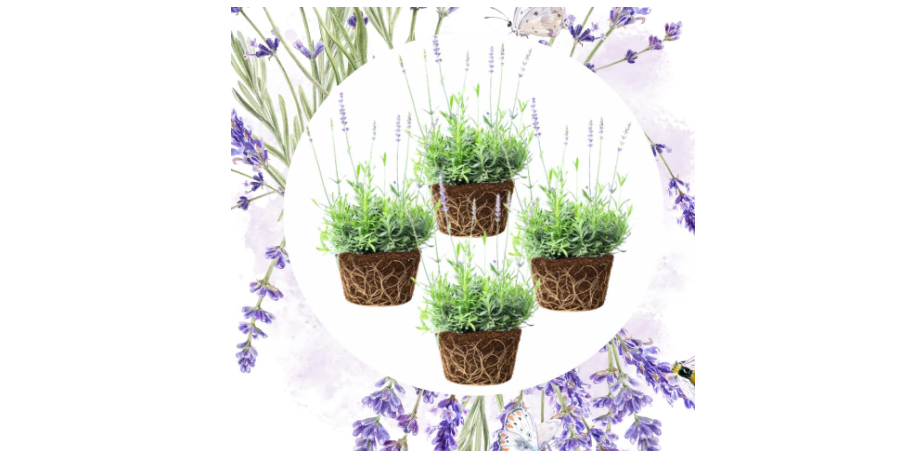 
Pack 4 Lavender Plants Live, Lavandula Perennial Plants, 4-8" Height, Fragrant Perennial Flowers, No Pot (Blue Lavender)