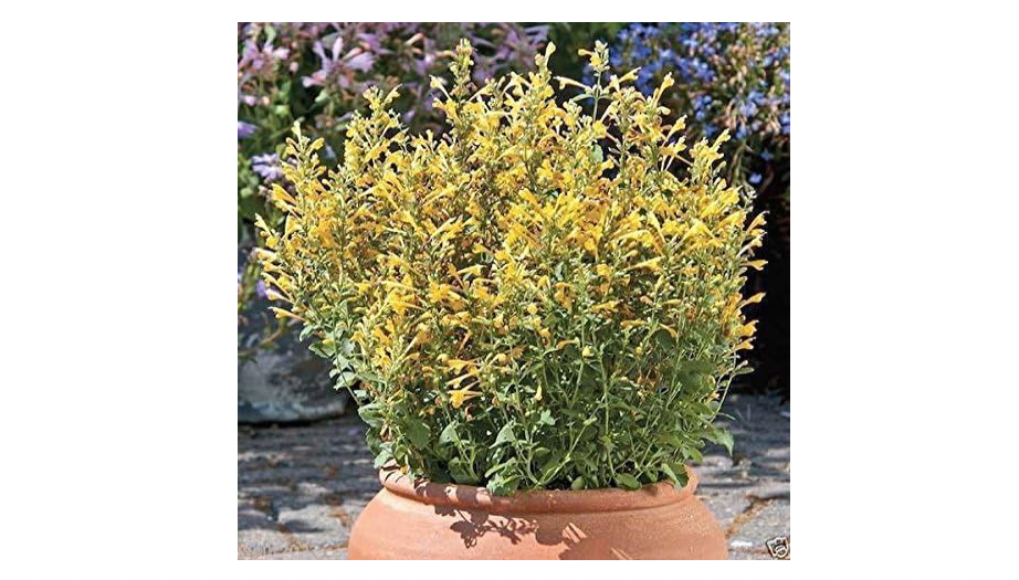 
25 ARIZONA SUN Agastache Seeds ,Hummingbird Mint,Winter hardy to zone 5.