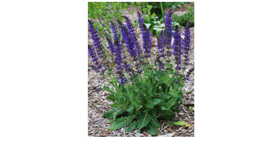 
Perennial Farm Marketplace Salvia n. 'May Night' (Sage) Perennial, Size-#1 Container, Indigo-Purple Spikes