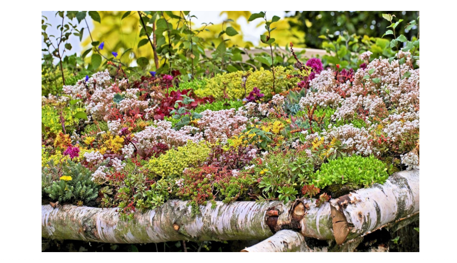 
150 Mixed Sedum Stonecrop Succulent Groundcover Red White Yellow Pink Purple Flower Seeds