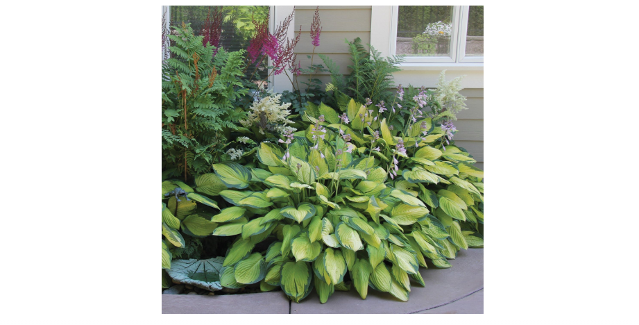 
Best Deal on Amazon 9-Pack Hosta Bare Root Perennial Plants - Fresh from Our Farm Ship Fast Directly to you. Perfect for any home & garden grows year...