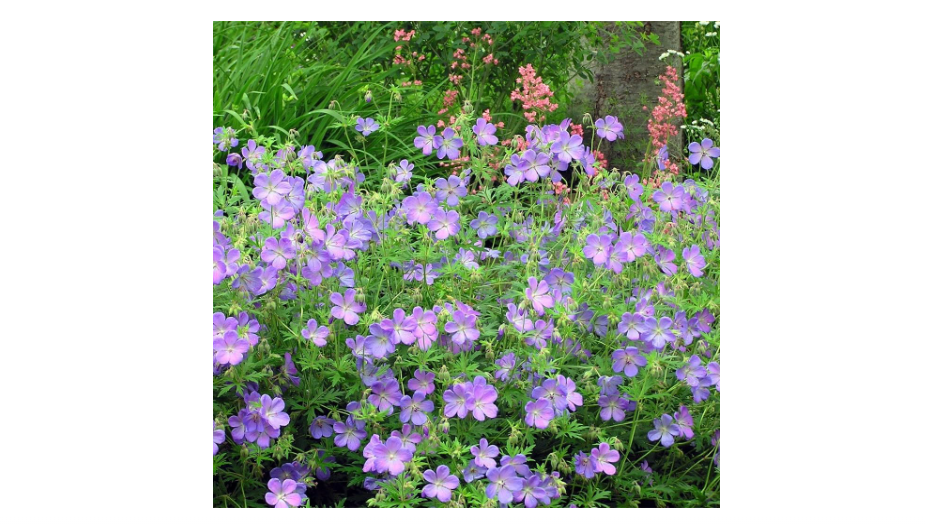 
Votaniki Geranium Johnson's Blue - Long Blooming, Perennial Geranium (Cranesbill) Roots for Planting | Large & Blue Geranium, Easy to Grow (1 Pack)