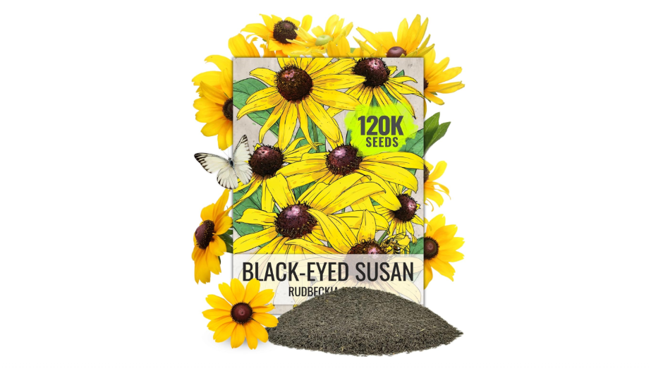 Seed Needs Black Eyed Susan Seeds for Planting | 120,000+ Seeds Rudbeckia Hirta Perennial Yellow Flowers | Bulk 1.4 Ounce Resealable Pouch | Black-Eyed...