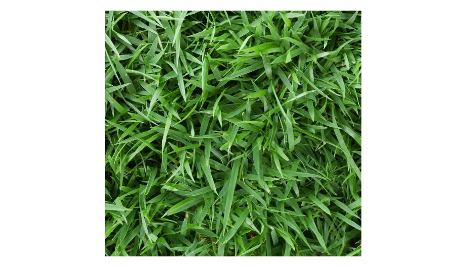 
Zenith Zoysia Grass Seeds, 1/8lb