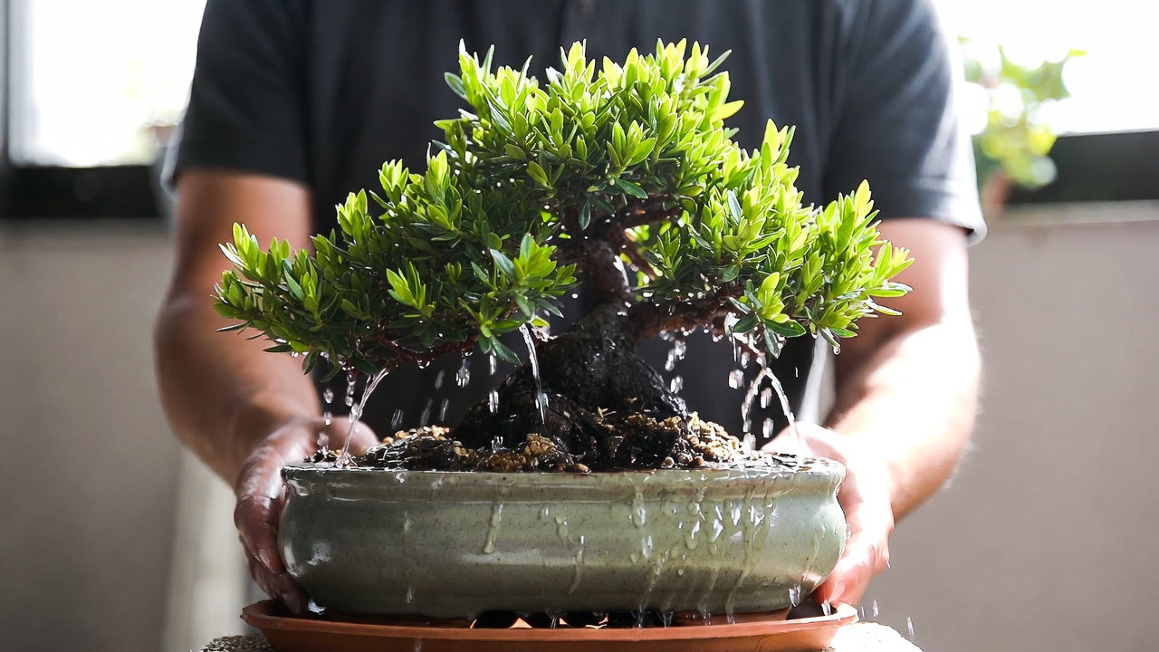 Water draining from flame tree bonsai pot during proper watering