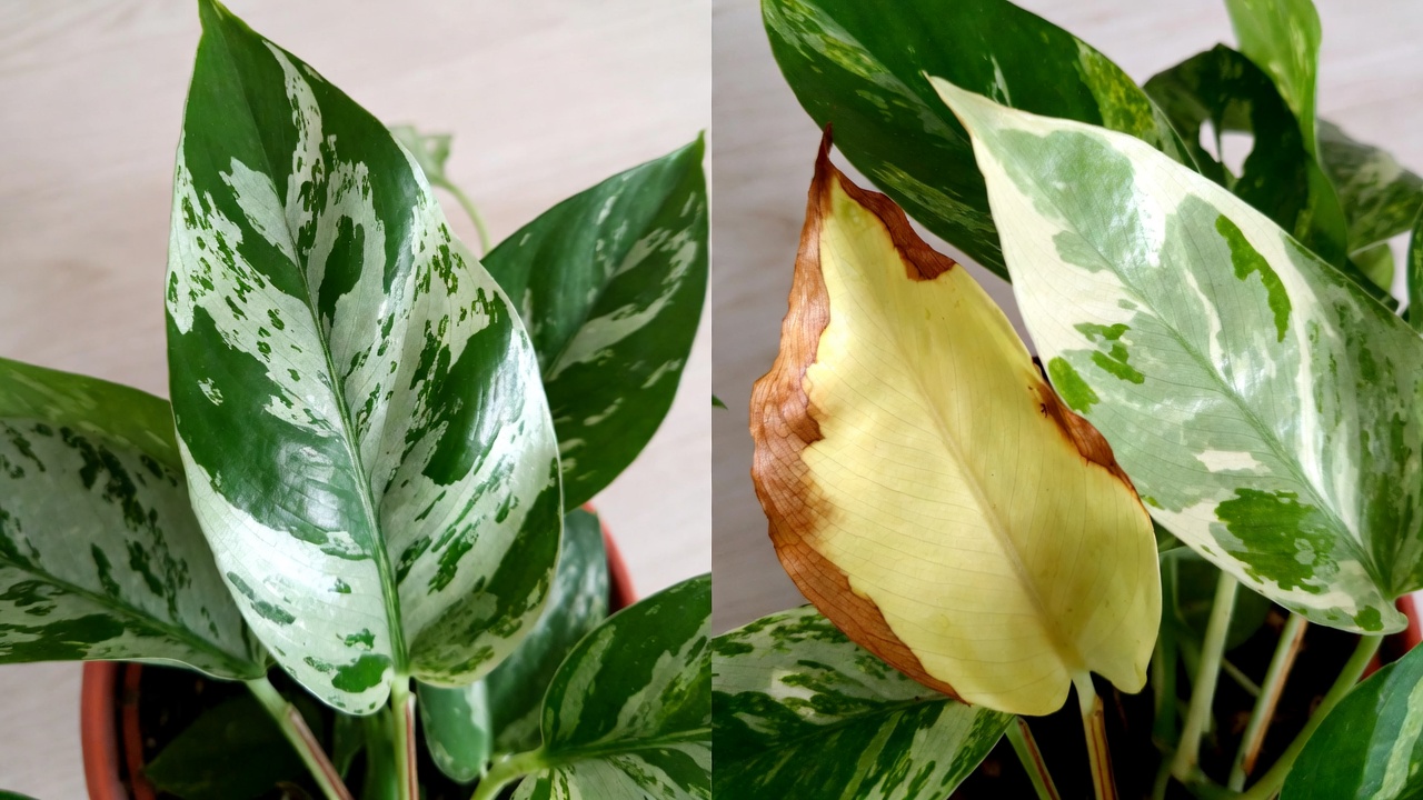 Healthy vs problem Albo Pothos leaves showing yellowing and brown tips from common care mistakes