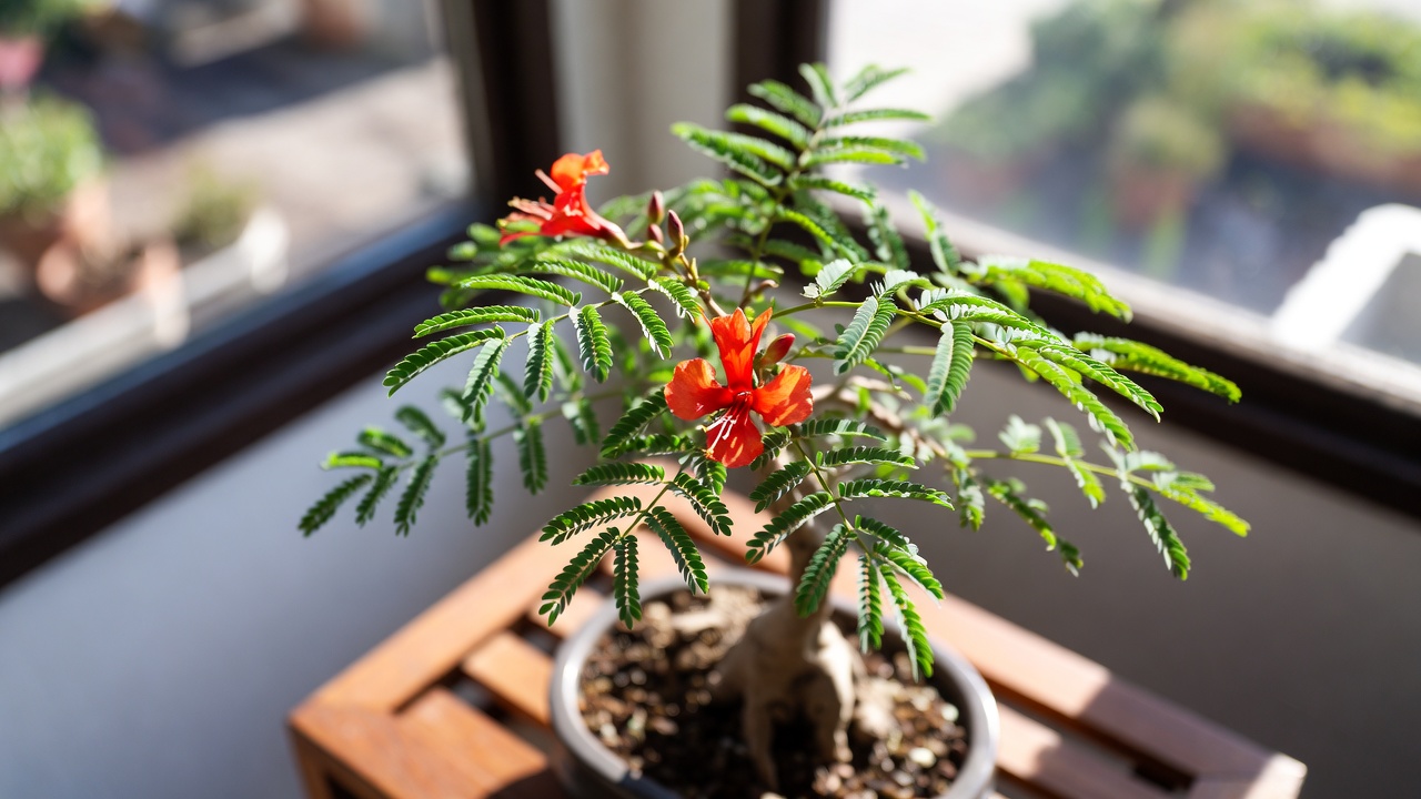 Mature flame tree bonsai with red-orange blooms growing indoors near bright window