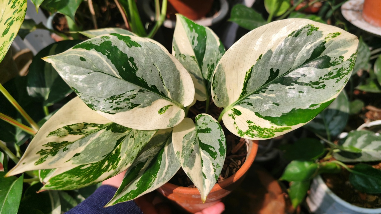 Rare Manjula pothos swirling variegated leaves collector plant