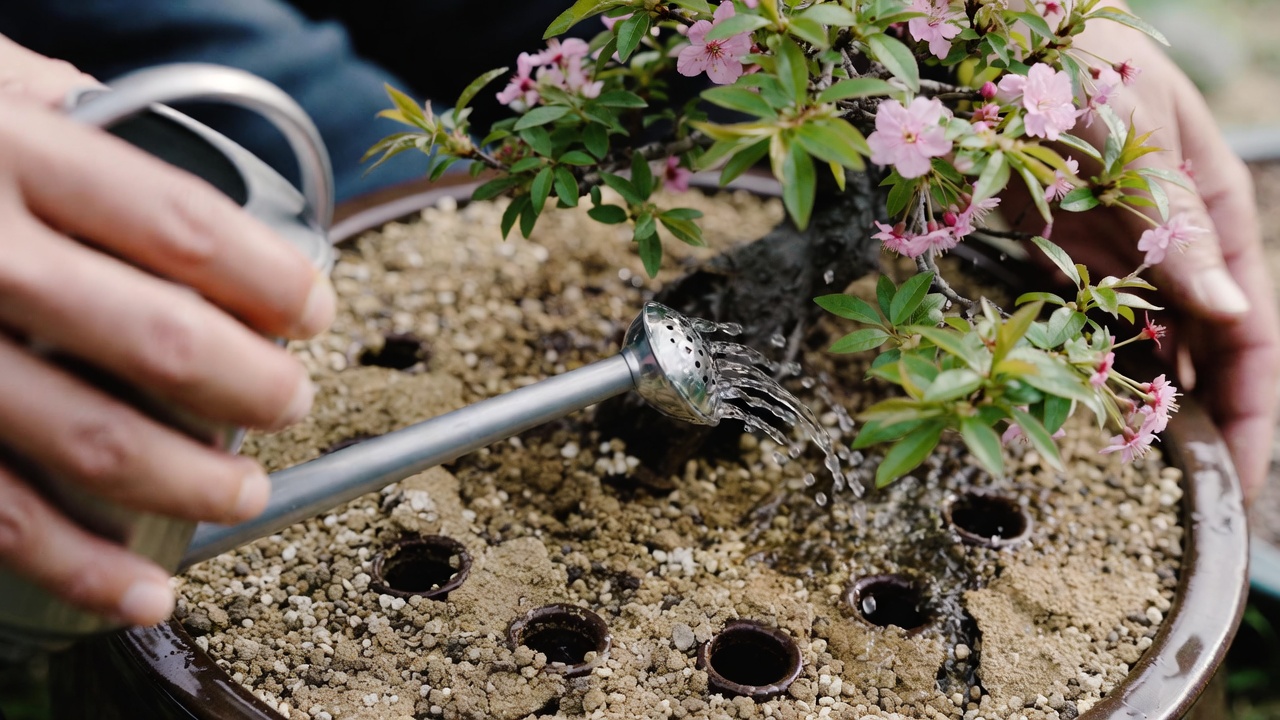 Proper watering technique for sakura bonsai in a shallow bonsai pot
