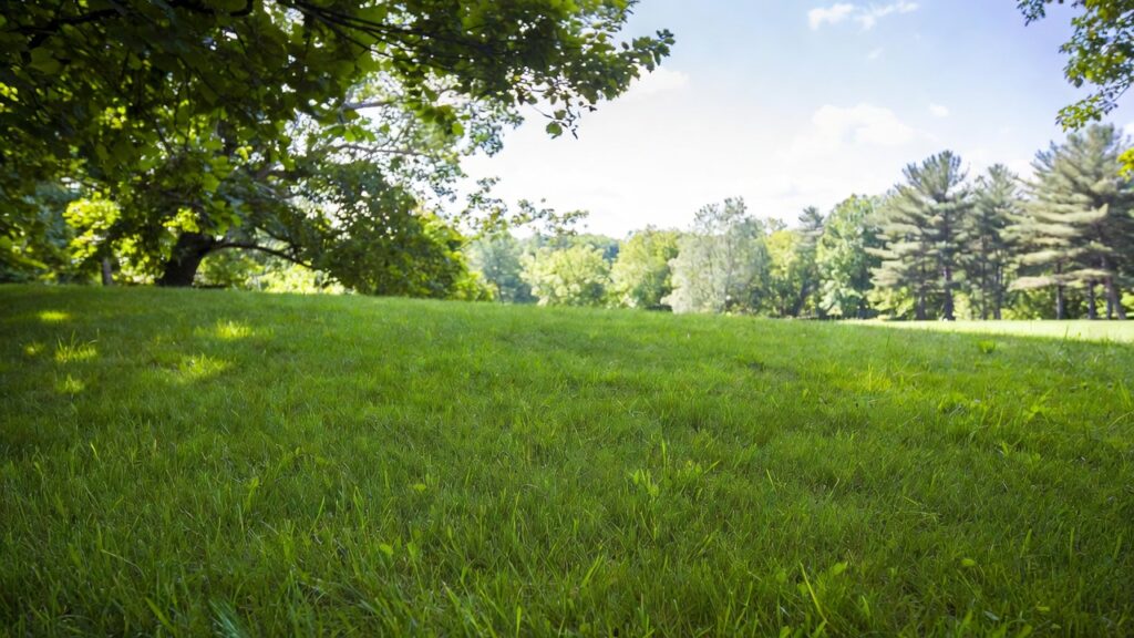 best grass seed for maryland