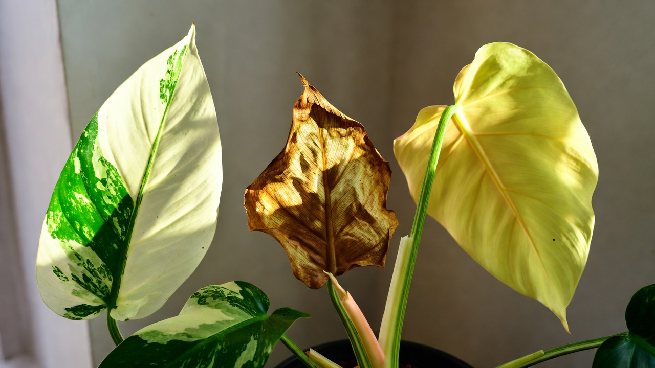 Philodendron White Wizard leaf problems: healthy vs brown edges vs yellowing