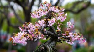 bonsai cherry blossom
