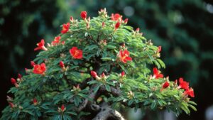 flame tree bonsai