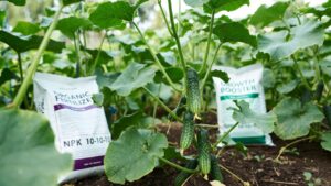 best fertilizer for cucumbers