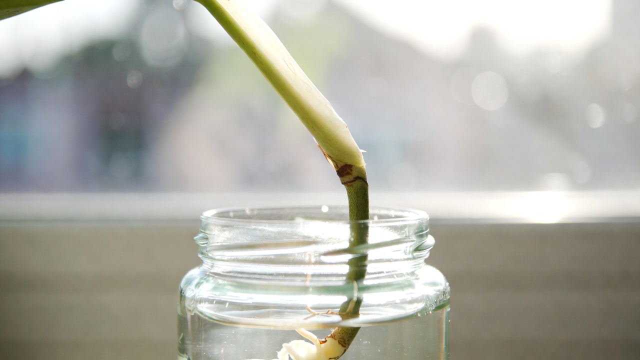 White philodendron stem cutting propagating in water