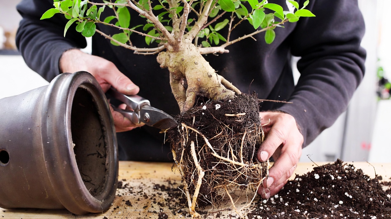 Root pruning process during crepe myrtle bonsai repotting