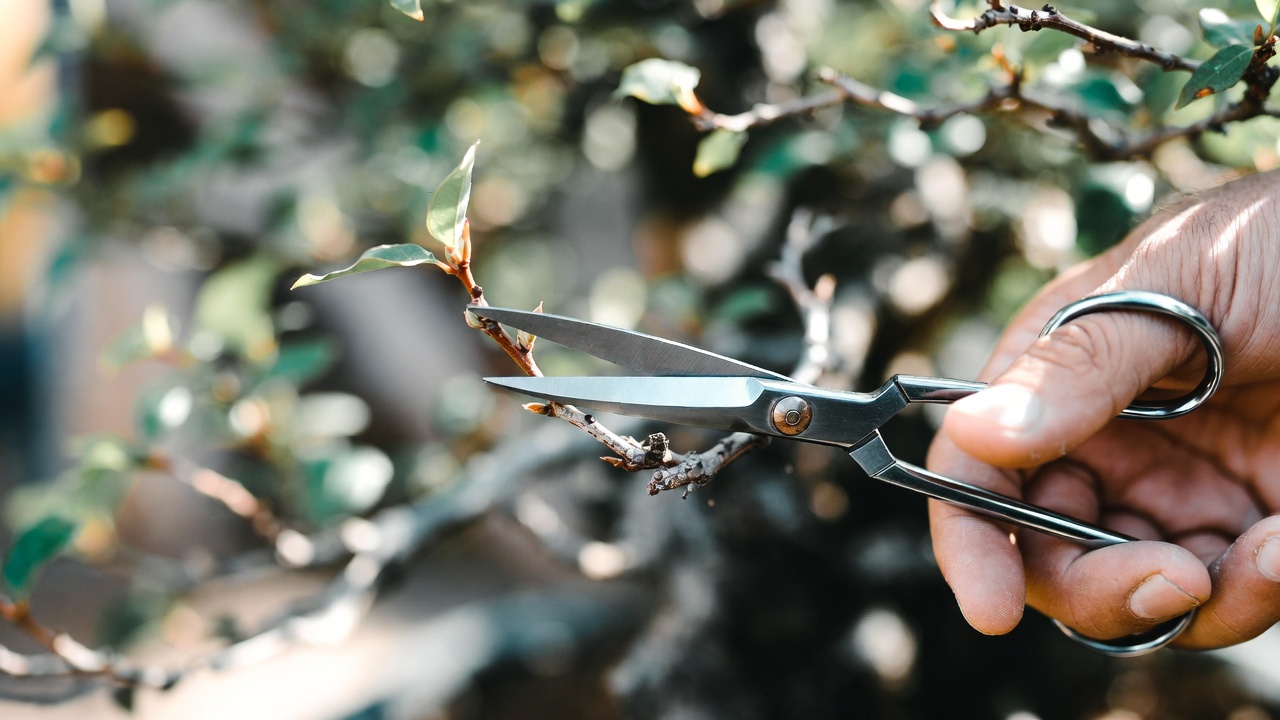 Pruning crepe myrtle bonsai branch to encourage flowering