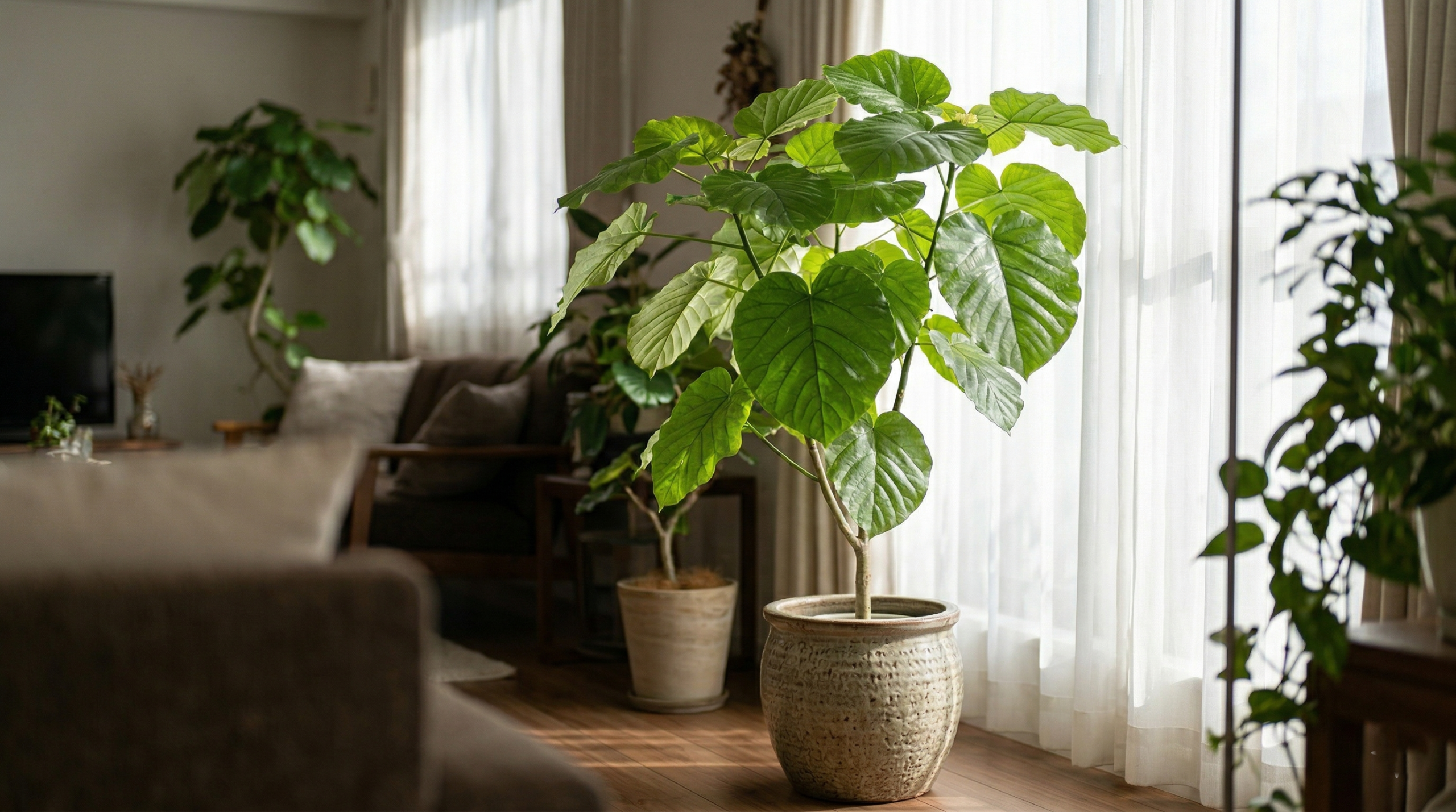 "Ficus Umbellata near a window with filtered sunlight."