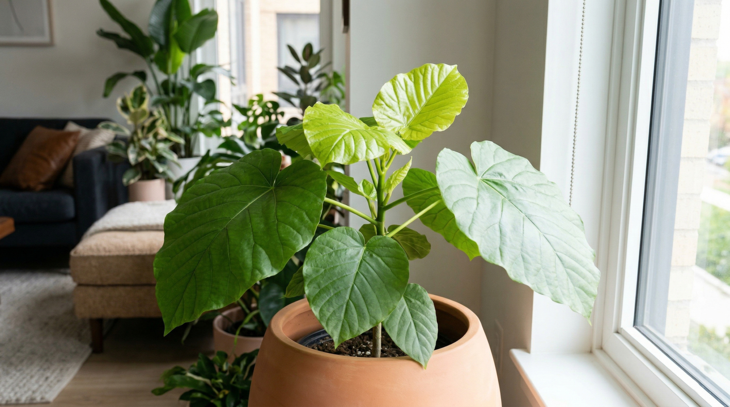 "Thriving Ficus Umbellata plant with fresh growth and vibrant green leaves."
