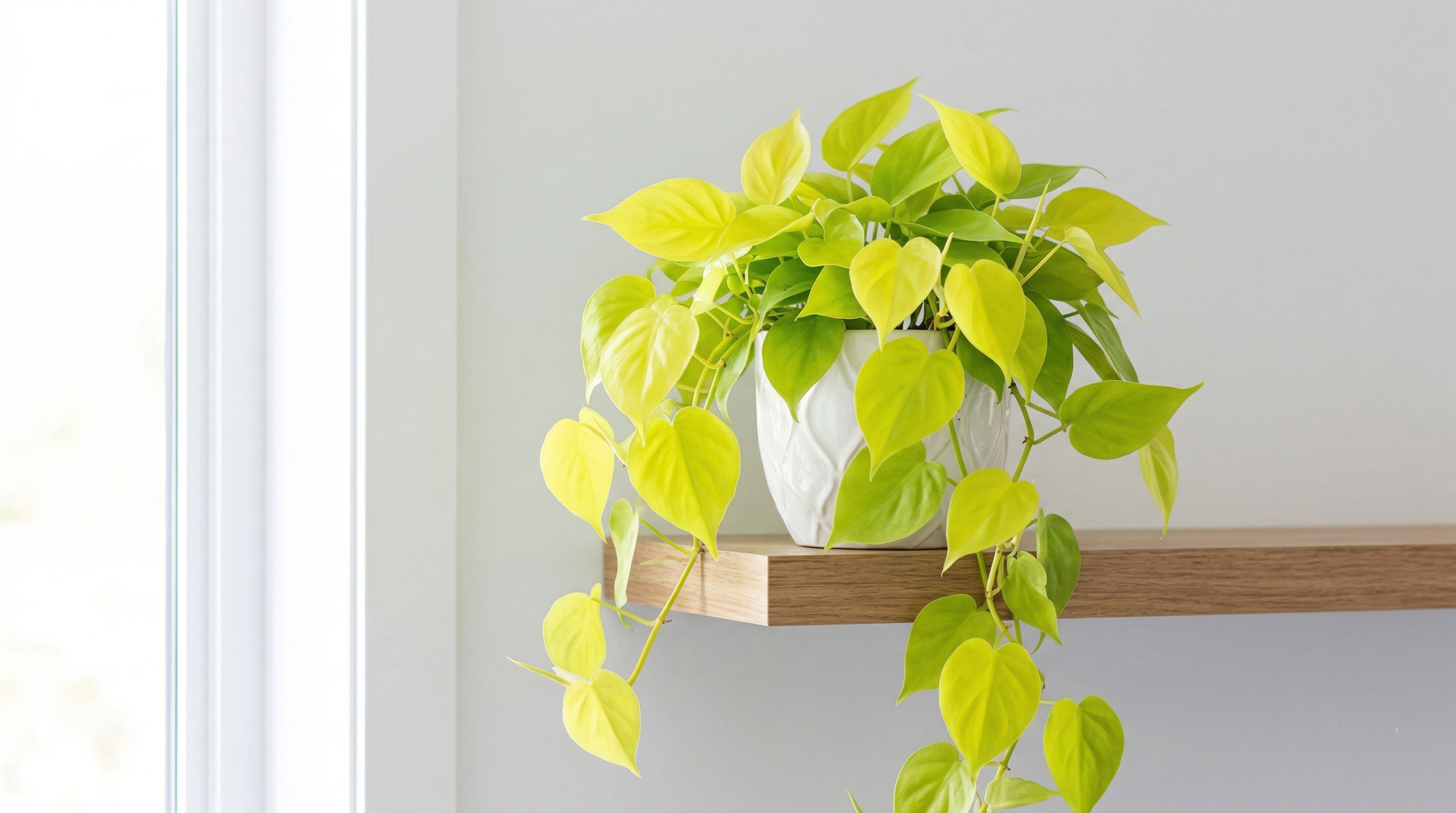 "Lemon Lime Philodendron thriving in bright, indirect light."