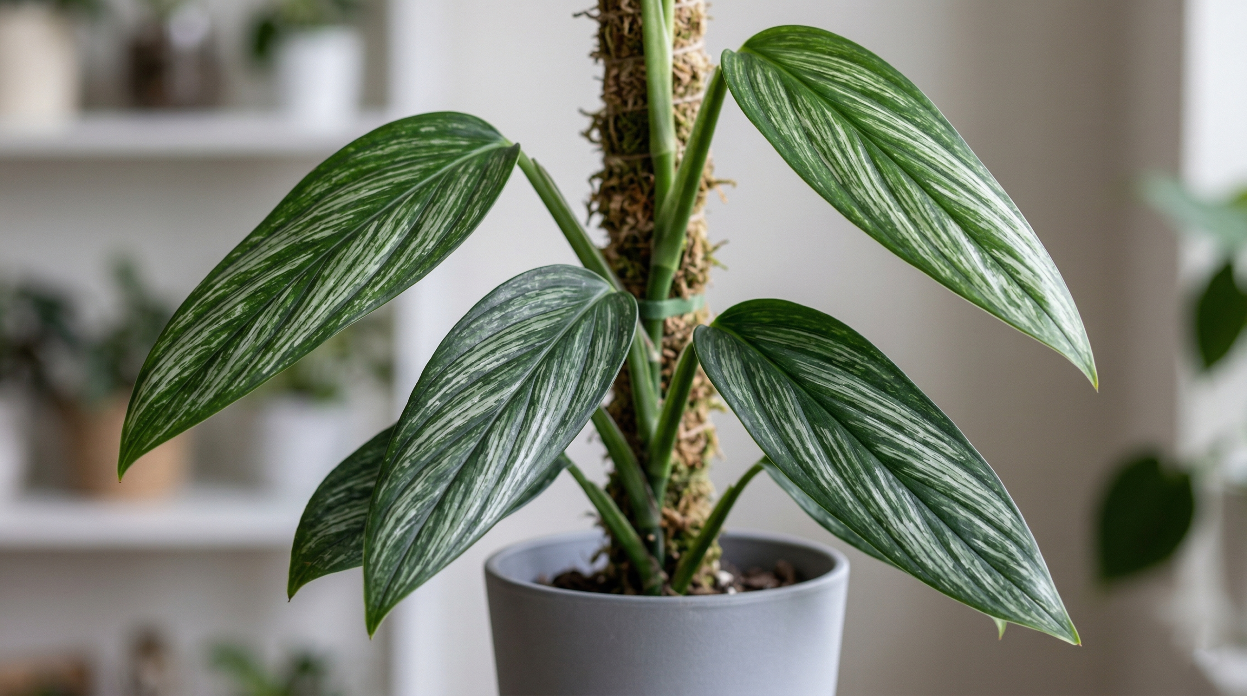 Close-up of Silver Streak Pothos with variegated silver streaks on its heart-shaped leaves.