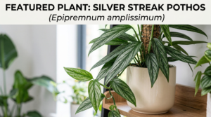 silver streak pothos