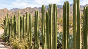 mexican fence post cactus