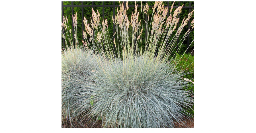 
Outsidepride 10000 Seeds Perennial Festuca Cinerea Glauca Varna Blue Fescue Ornamental Grass Seed for Planting