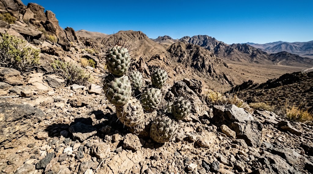 Pine cone cactus thriving in a dry, rocky desert landscape under intense natural sunlight.