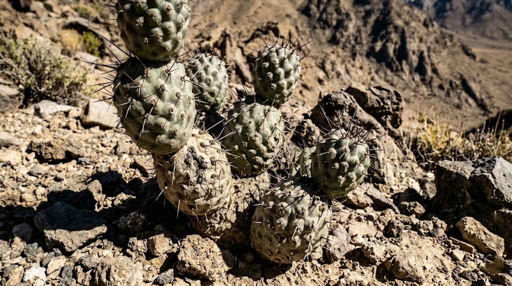 Close-up of a fast-draining, gritty succulent soil mix containing pumice and coarse sand for a pine cone cactus.