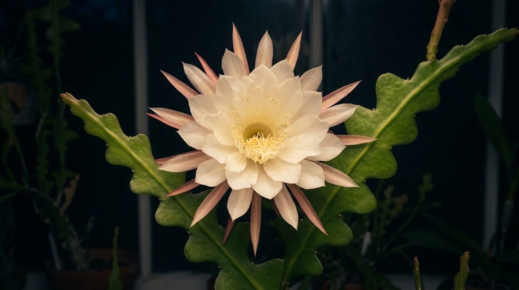 A large, fragrant, creamy-white nocturnal ric rac cactus flower in full bloom at night, growing from a healthy green frond.