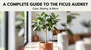 ficus audrey tree