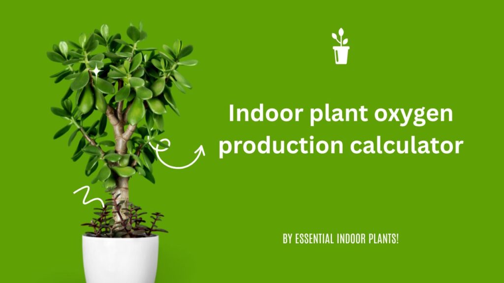 Indoor plant oxygen production calculator