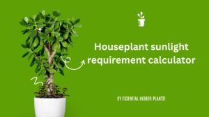Houseplant sunlight requirement calculator