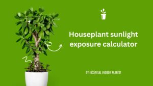 Houseplant sunlight exposure calculator