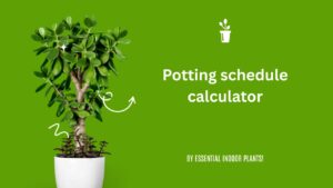 Potting schedule calculator
