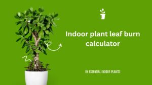 Indoor plant leaf burn calculator
