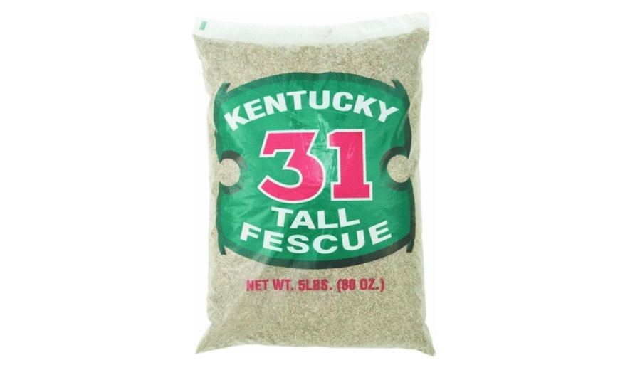 
Barenbrug Tall Fescue Grass Seed 5 lb.

